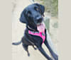 Lily, a Labrador Retriever tested with EmbarkVet.com