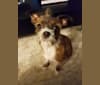 Parker, a Chihuahua and Shih Tzu mix tested with EmbarkVet.com