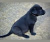 Galena, a German Shepherd Dog and Labrador Retriever mix tested with EmbarkVet.com