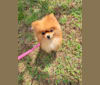 Fiona a dog tested with EmbarkVet.com