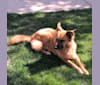 Sephira, a Chow Chow and German Shepherd Dog mix tested with EmbarkVet.com