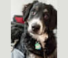 Photo of Izzy, a Bernedoodle  in Wisconsin, USA