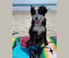 Joy, a Bernese Mountain Dog tested with EmbarkVet.com