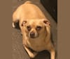 Photo of Cheeto, a Chihuahua, Dachshund, and Pug mix in Bolivar, Missouri, USA