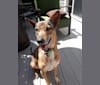 Bella, a Southeast Asian Village Dog tested with EmbarkVet.com