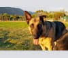 Marley von Meyer, a German Shepherd Dog tested with EmbarkVet.com