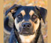 Ringo, an American Pit Bull Terrier and Saint Bernard mix tested with EmbarkVet.com