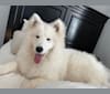 Sammi, a Samoyed and German Shepherd Dog mix tested with EmbarkVet.com