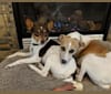 Photo of Katie, a Rat Terrier  in Clearbrook Kennels, Clearbrook Road, Sumas, WA, USA