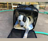 Photo of Prozac, an Australian Cattle Dog  in San Jose, California, USA