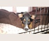 Ringo, an Australian Cattle Dog and Doberman Pinscher mix tested with EmbarkVet.com
