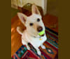 Rio, an Akita and German Shepherd Dog mix tested with EmbarkVet.com