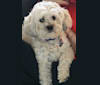 Toby, a Poodle (Small) and Shih Tzu mix tested with EmbarkVet.com