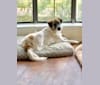 Photo of Whitney, a Great Pyrenees, Australian Cattle Dog, Chow Chow, and Labrador Retriever mix in Arlington, Texas, USA