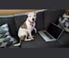 Amelia Earhart, a Staffordshire Terrier and Shetland Sheepdog mix tested with EmbarkVet.com