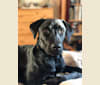 Photo of Eclipse, a Labrador Retriever and Mountain Cur mix in Somerville, Massachusetts, USA