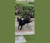Bravo, a Formosan Mountain Dog tested with EmbarkVet.com