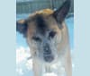 Libby, a German Shepherd Dog and Saint Bernard mix tested with EmbarkVet.com