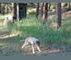 Photo of Stella, a German Shepherd Dog, Alaskan Malamute, and Irish Wolfhound mix in Evergreen, CO, USA