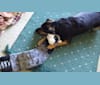 Gracie-Baby, an Australian Cattle Dog and Labrador Retriever mix tested with EmbarkVet.com