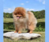 Cardi B, a Pomeranian tested with EmbarkVet.com