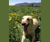 June, a Labrador Retriever tested with EmbarkVet.com