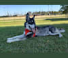 Harper, a Siberian Husky and German Shepherd Dog mix tested with EmbarkVet.com