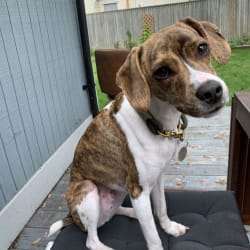 Mountain cur beagle mix hot sale