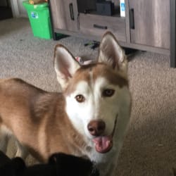 Hazel