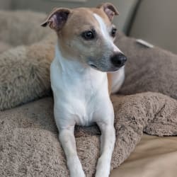Clearbrook rat terriers deals