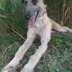 German deerhound new arrivals