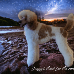 Jazzy's shoot for the moon