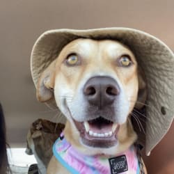 Kahlua