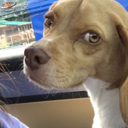 Embark Dog DNA Test Breed