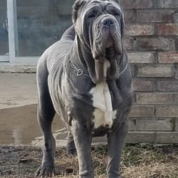 Embark Dog DNA Test Breed