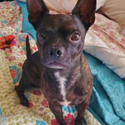 Brindle boston terrier chihuahua mix sales
