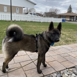Akita elkhound mix 2025
