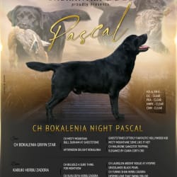 Bokalenia Night Pascal