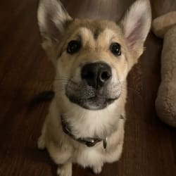 Embark Dog Dna Test Breed