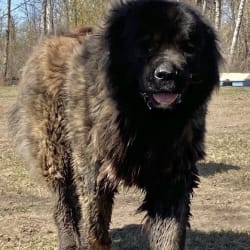 Embark Dog DNA Test Breed