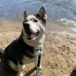 Arto