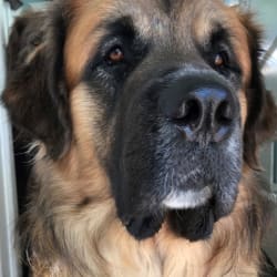 Timber path leonbergers top