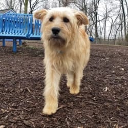 Embark Dog DNA Test Breed