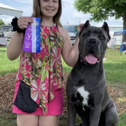Knucklehead cane corso sale