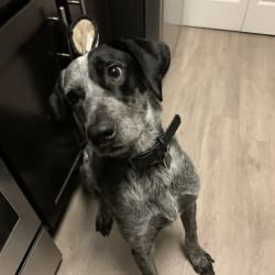 Blue tick hound and blue outlet heeler mix