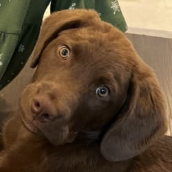 Cape shore hotsell water dog puppies
