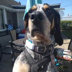 Luke