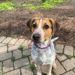 Coonhound cattle dog mix store