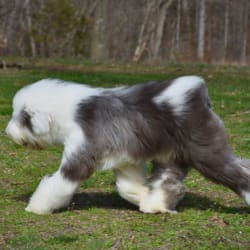 Charlie the discount old english sheepdog