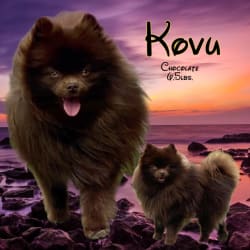 A Pride for Kovu